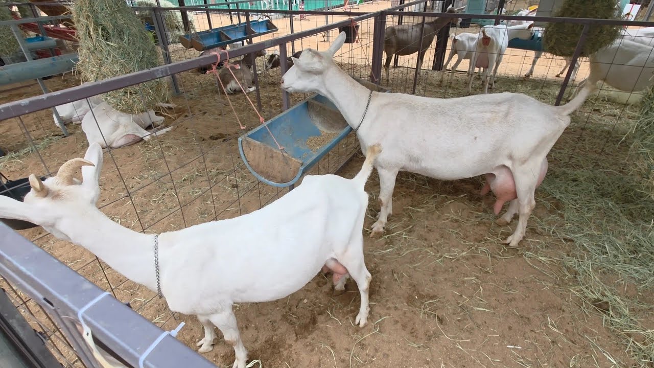 EXPOSIÇÃO DE JATAUBA-PE 2025