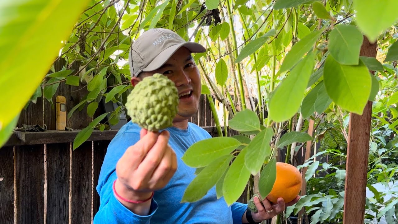 Tropical Fruit Trees & Cold - Winter 2026 Update