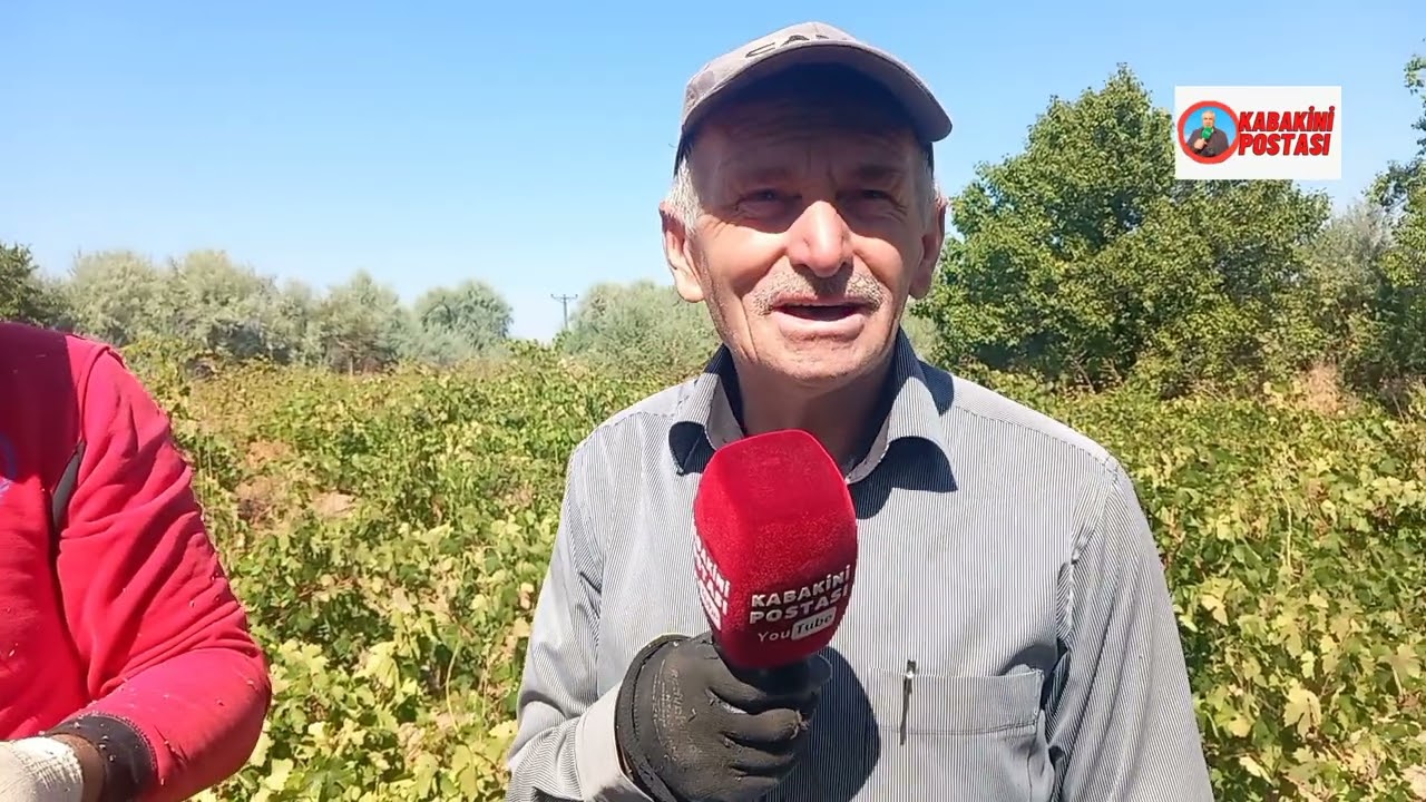 ŞEFAATLİ İLÇESİ DEDELİ KÖYÜ'NDE BAĞ BOZUMU BAŞLADI #şefaatli