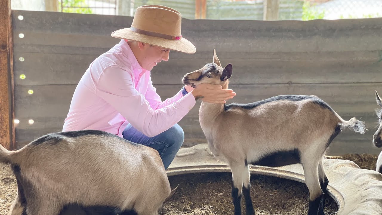 Caprinocultores | Razas de cabras | Saanen, Alpino Francés , Toggenburg | Granja de CABRAS lecheras