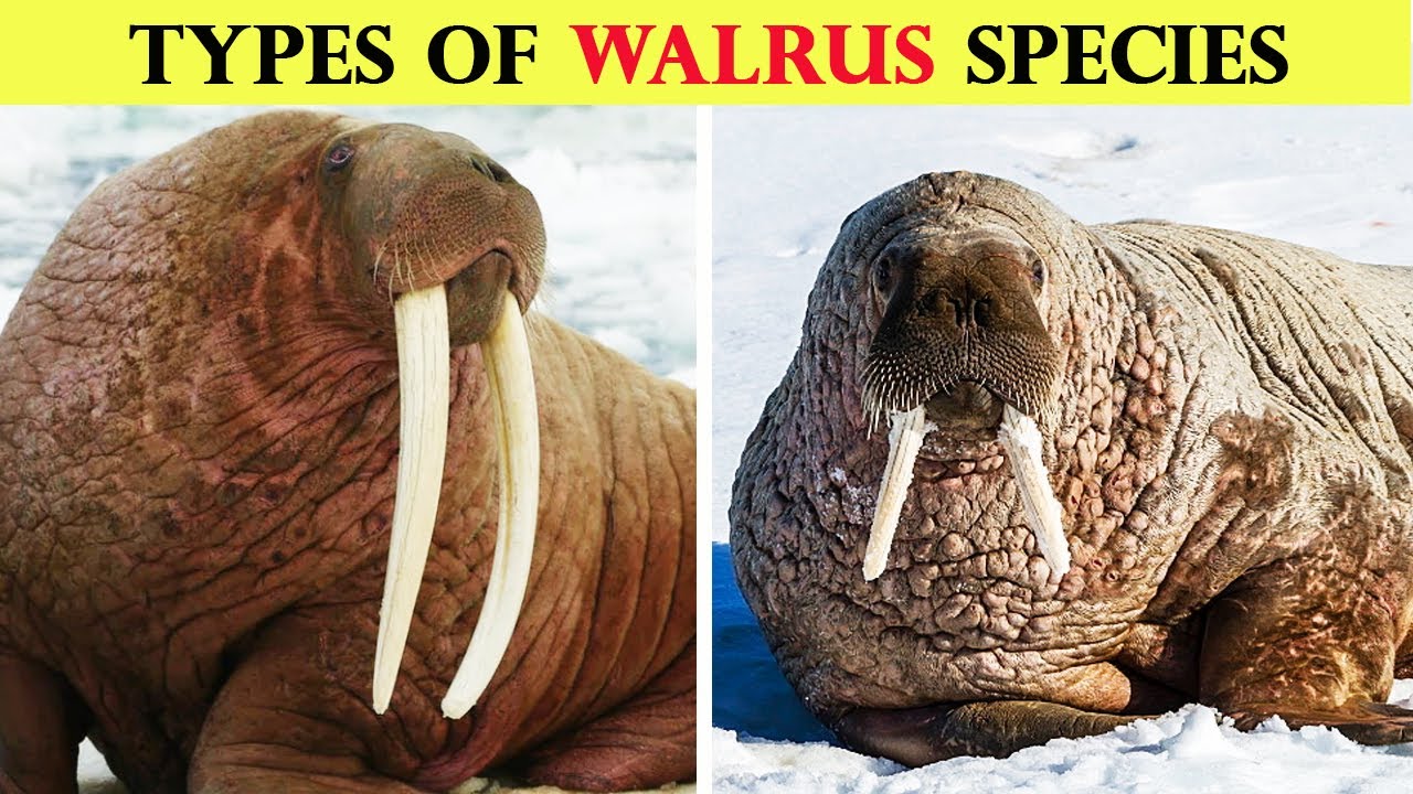 Types of walrus species