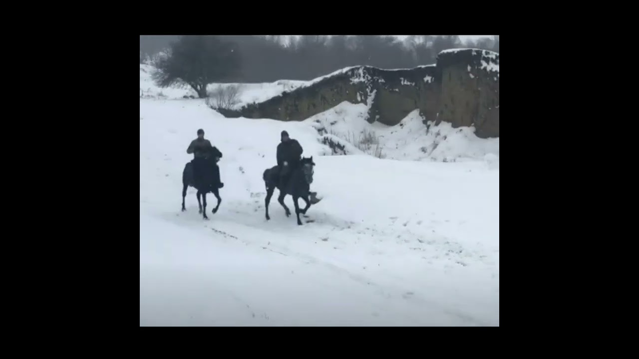 шах/ стихи Нателлы Чамба #мир лошадей ##в мире животных#