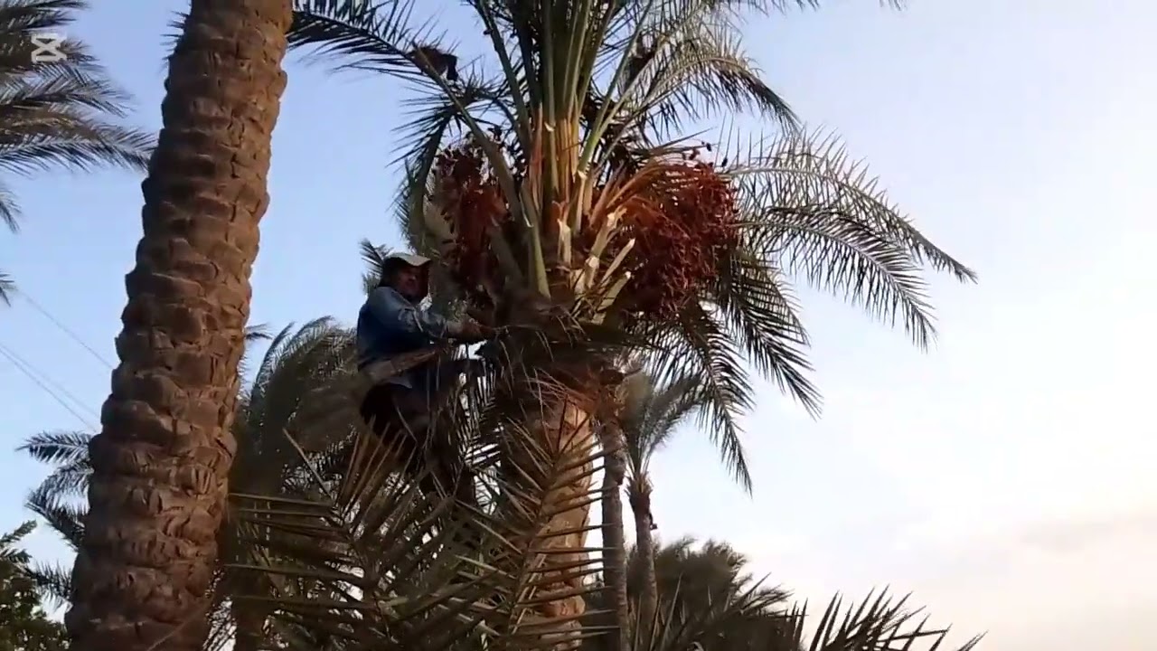 حصاد البلح في بلدنا طلعنا فوق النخل نجمع البلح 