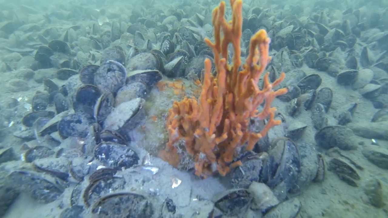 CHARLES ISLAND MILFORD CT- SQUALUS MARINE DIVERS