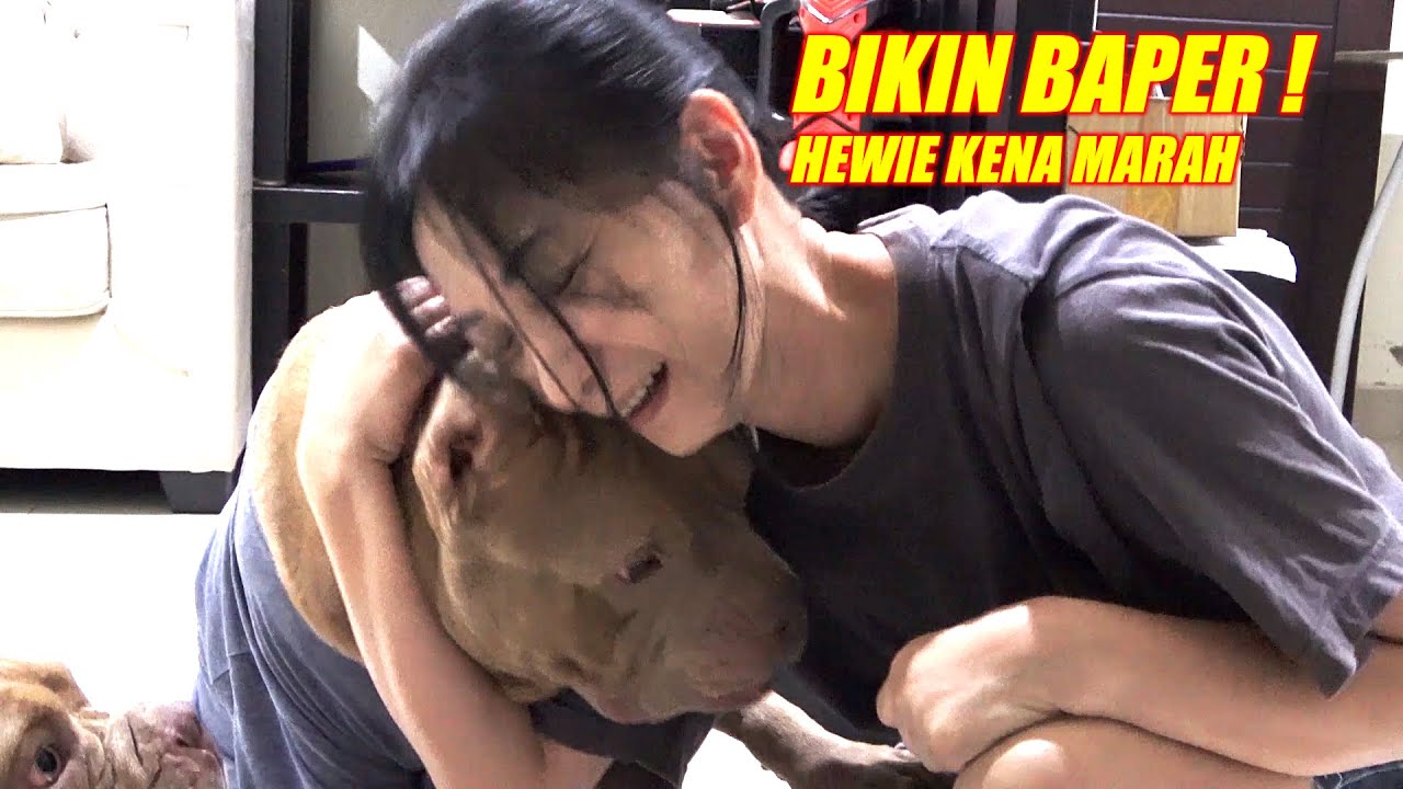 BIKIN BAPER ! EXPRESI ANJING PITBULL KETIKA DIMARAHIN SAMA MAJIKANYA | DOG VIDEOS #hewiepitbull