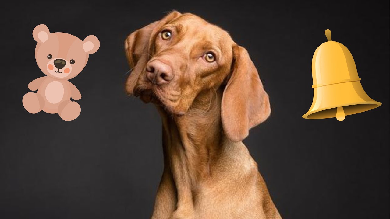 Squeaky Toys For Dogs Sounds. Head Tilt Guaranteed! Dog Head Tilt #dog #dogshorts