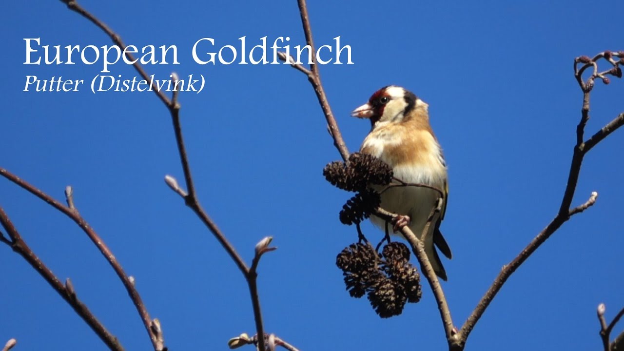 European Goldfinch (Putter/Distelvink)