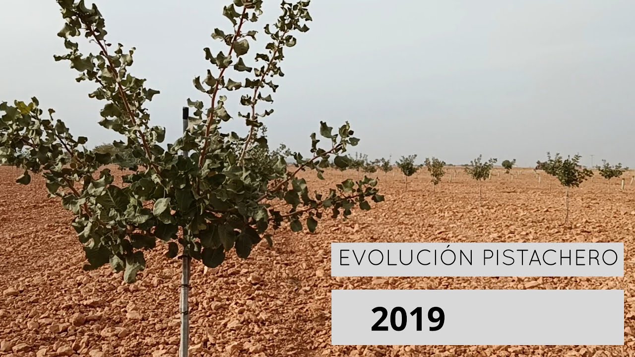 Cómo cultivar pistachos // Evolución plantación iniciada en el 2019