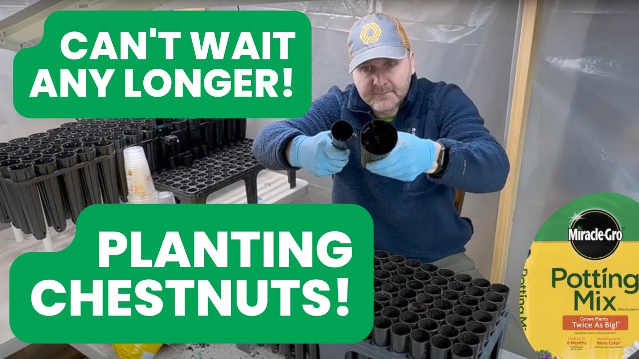 Chestnut Planting has BEGUN!