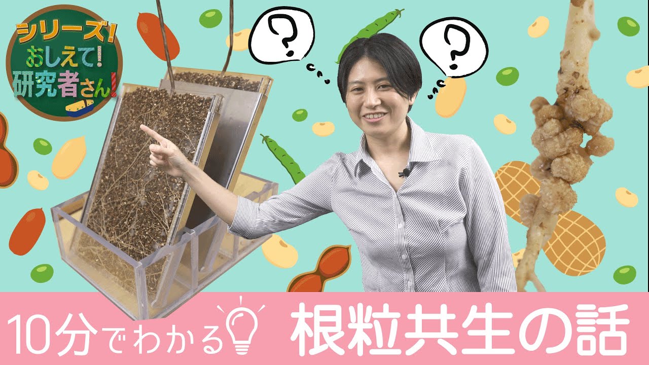 【おしえて！研究者さん！】マメ科植物と根粒菌　～10分でわかる！根粒共生の話～