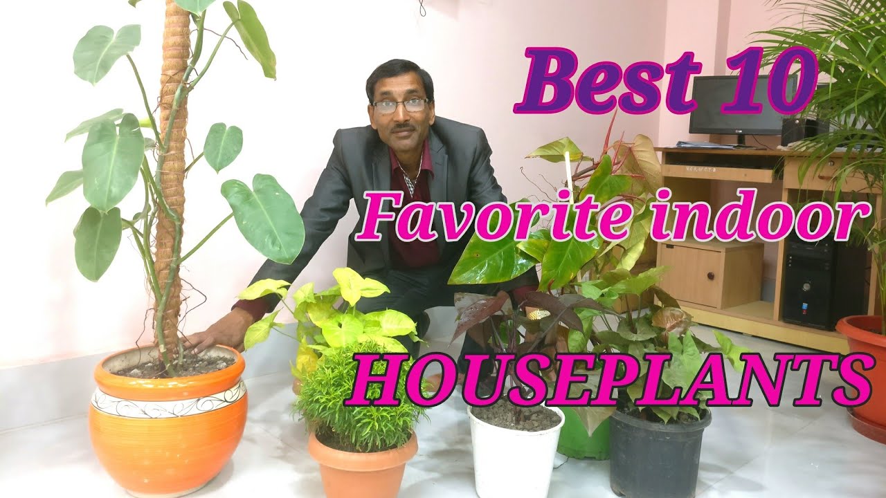 10 Best Indoor Plants You Can Grow in your Home or Office.