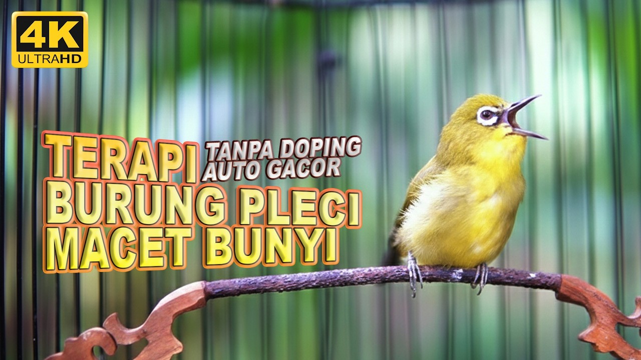TERAPI BURUNG PLECI AUTO GACOR BONGKAR ISIAN | MASTERAN PLECI BAHAN AUTO GACOR BERJAMAAH