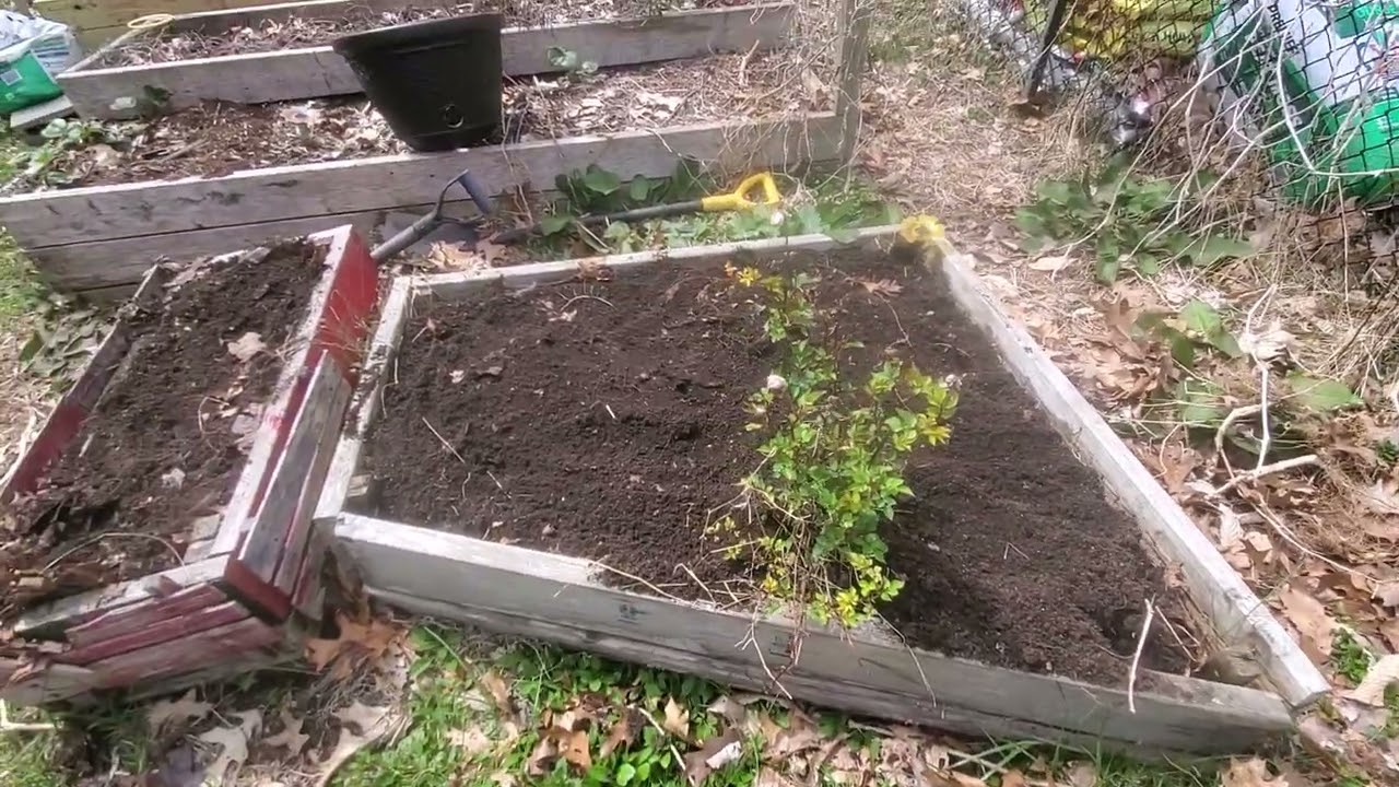 Garden termites win