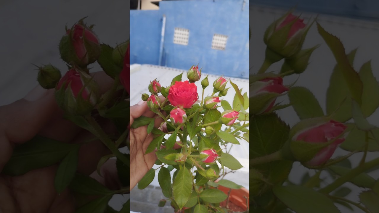 rose plant tips / rose plant video / pookal aaruvadai