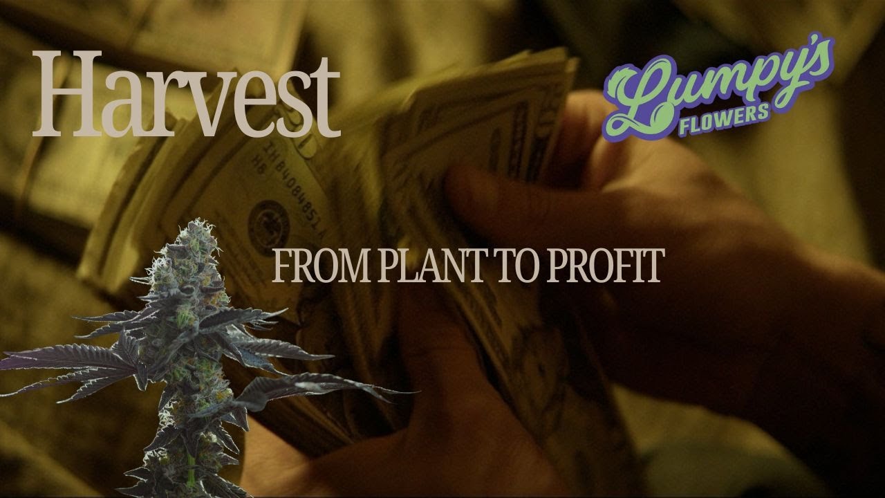 Harvesting - FULL Episode: 4 of Crafting Cannabis by Lumpy's Flowers