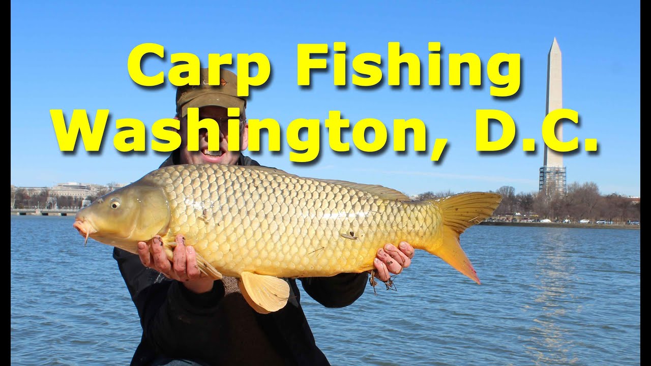 Carp Fishing in Washington, D.C. USA