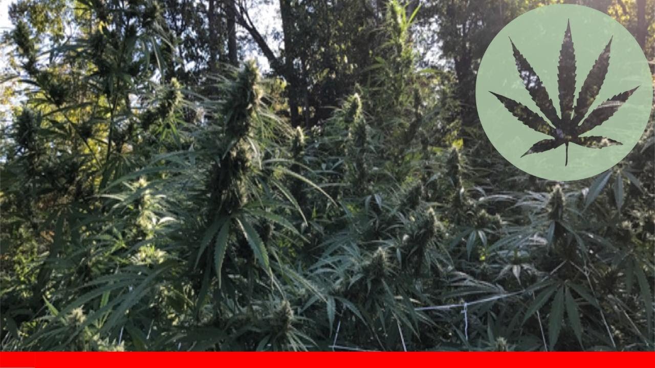 Moonshine Haze - All About This Strain