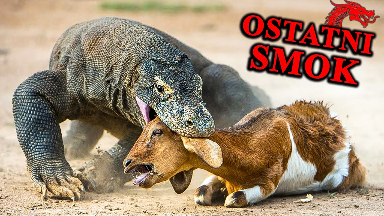 Bezwzględny Brutal Z Komodo - Ostatni Gigant