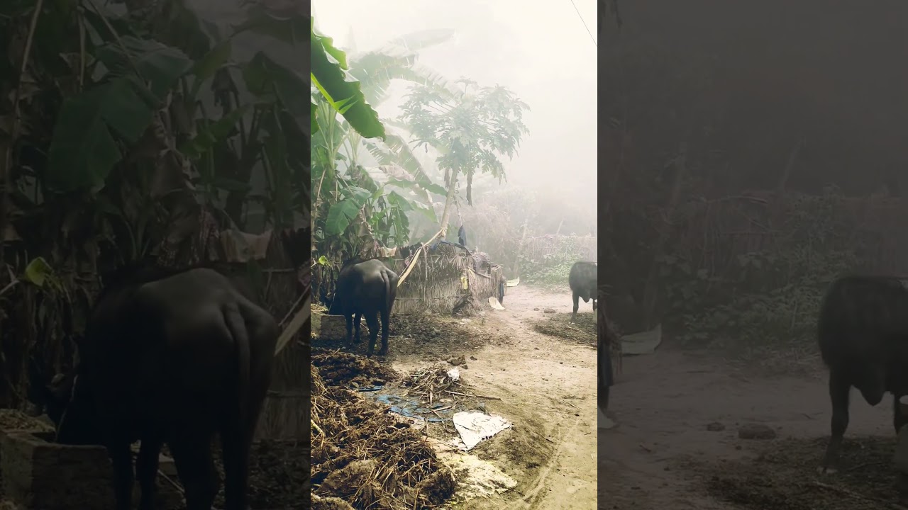 padne lagi hai kadake ki sardi 