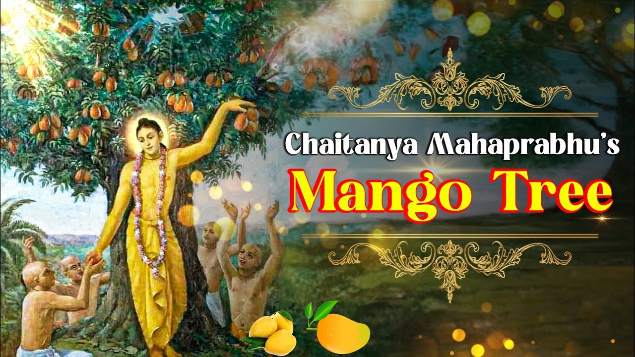 Chaitanya Mahaprabhu 's mango tree
