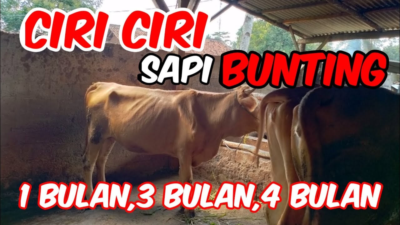 TANPA ROGOH CEK KEBUNTINGAN SAPI#100 PERSEN TANPA BEROYONGAN#