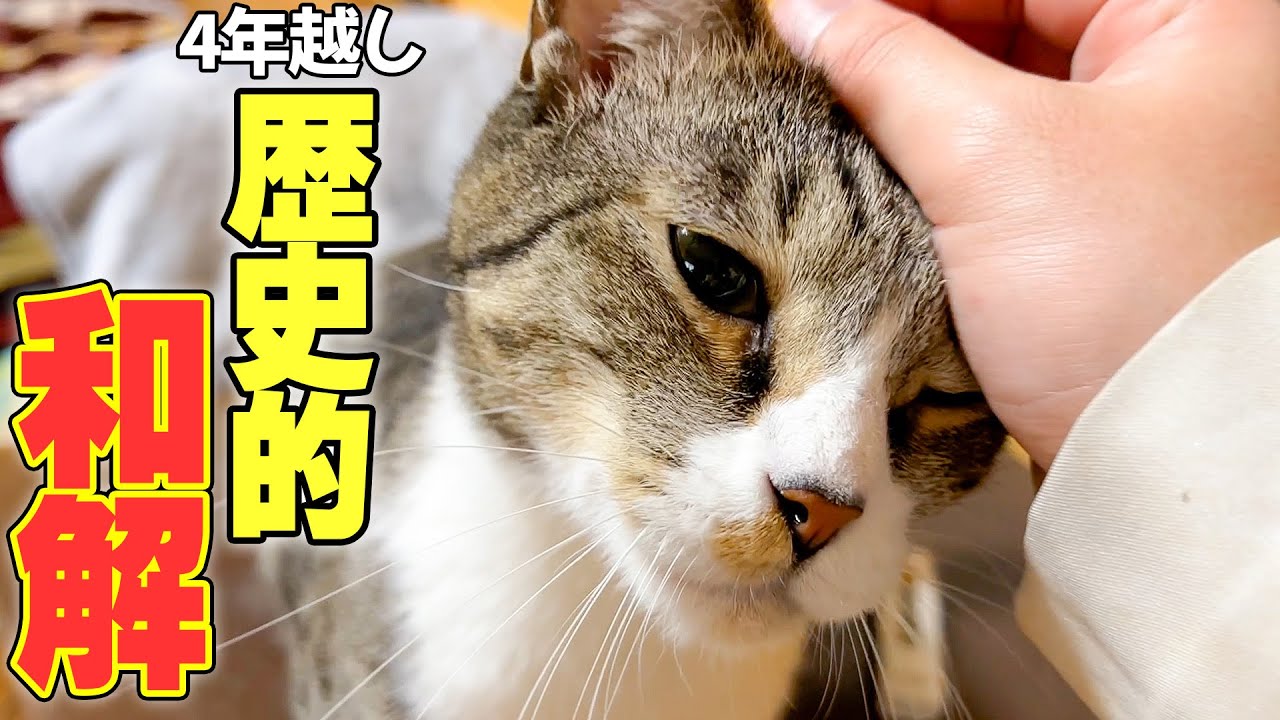 ４年間嫌われ続けた猫とついに仲良くなることができました。