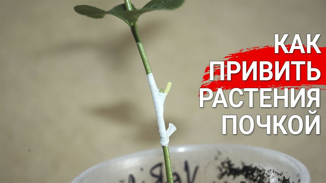 Как привить растения почкой   |  Мастер-класс по прививке лимона и любых растений