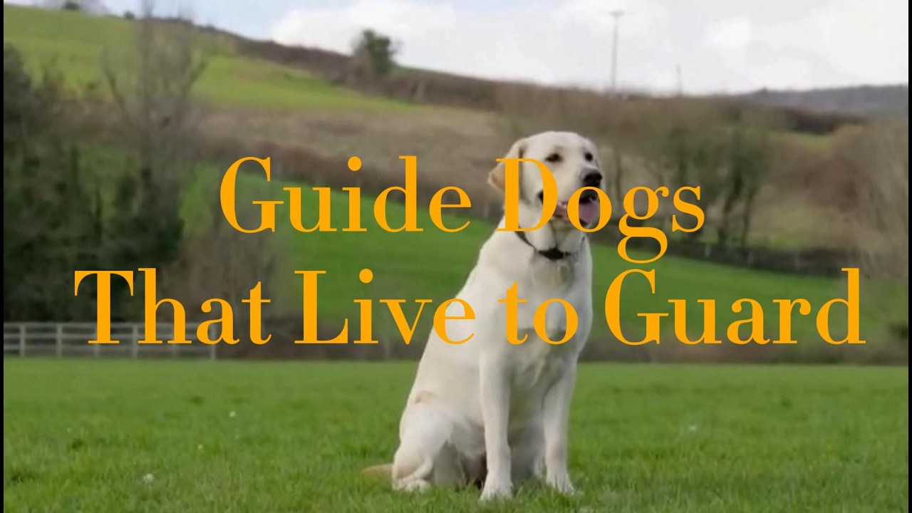 - The Lonely Heroes: Guide Dogs That Live to Guard
