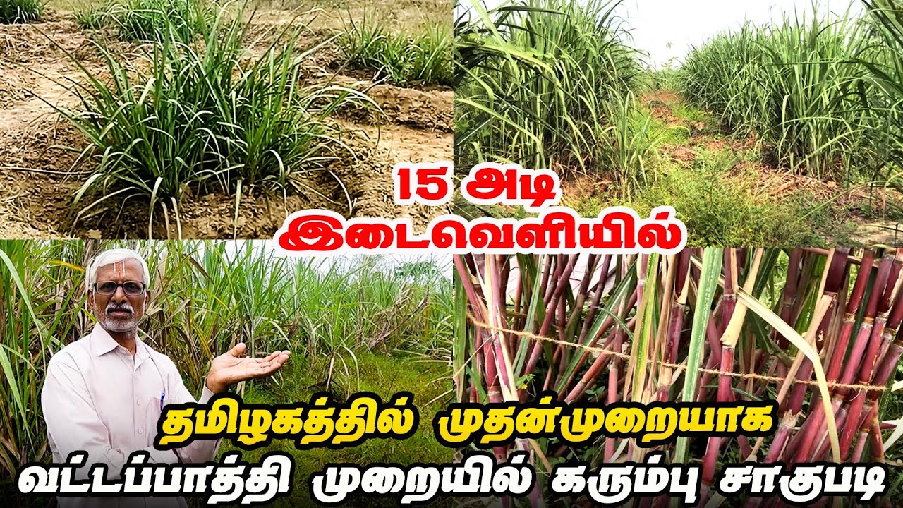 15 அடி இடைவேளையில் கரும்பு சாகுபடி | ஒட்டப்பாத்தி முறையில் கரும்பு விவசாயம் | Iyarkai Annai