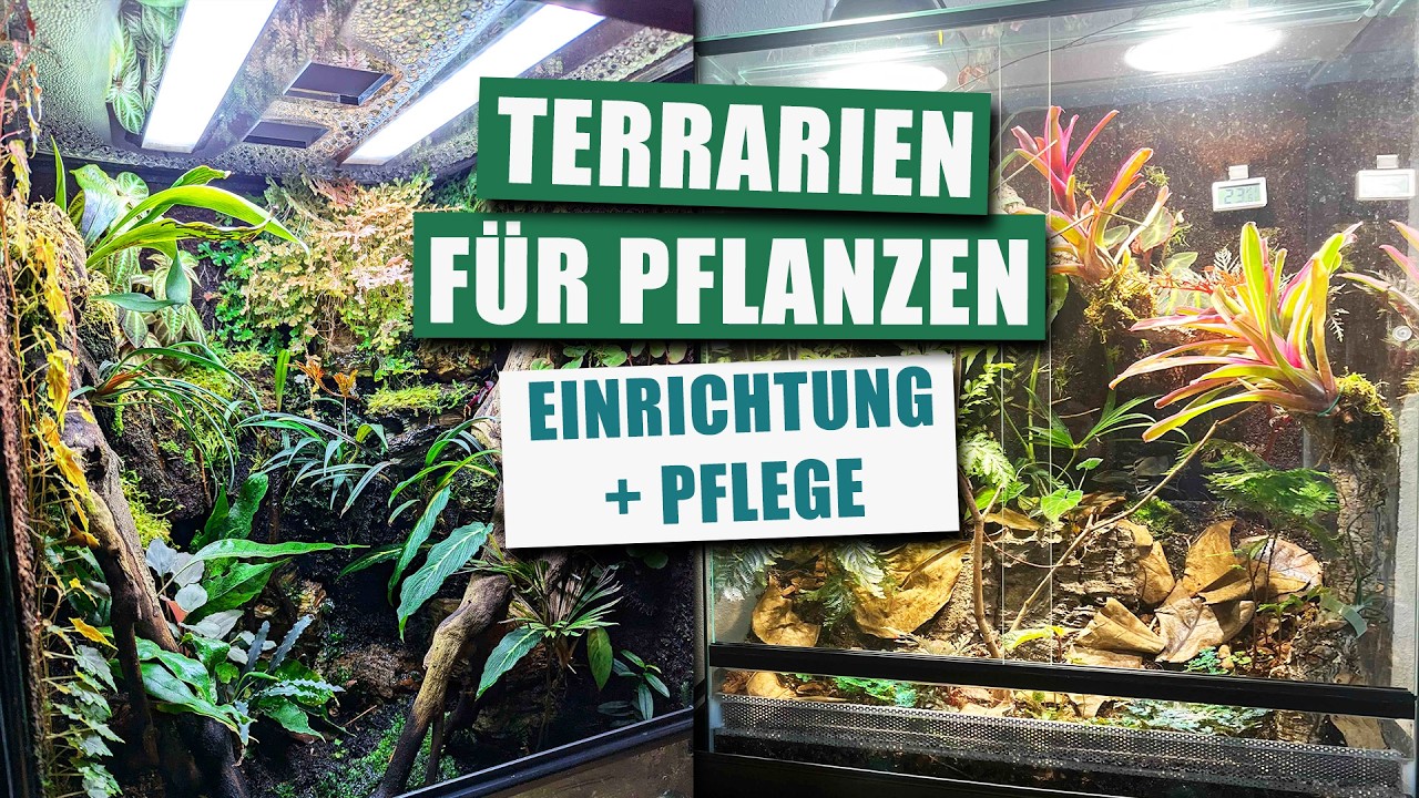 Pflanzen Terrarium Basics mit Olli von @Gruenfaerbtab