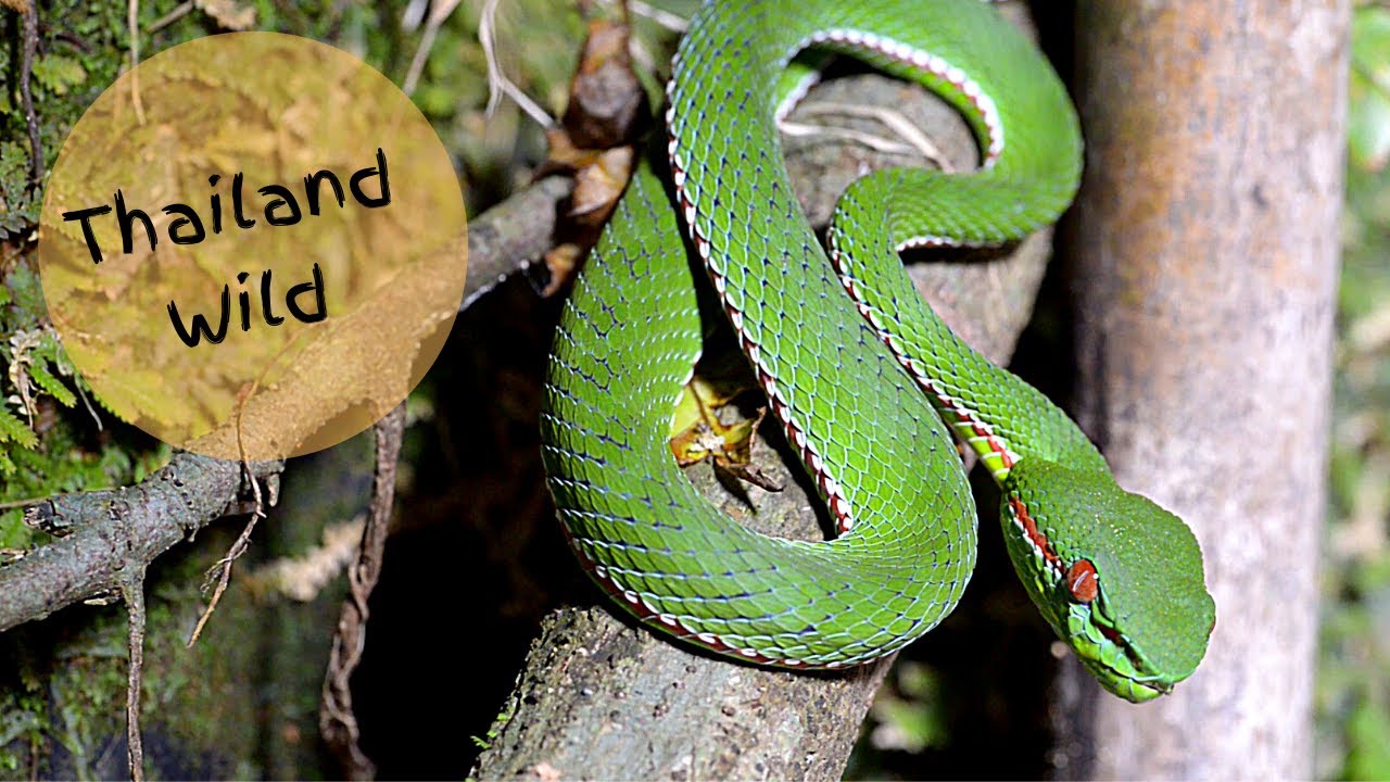 Pope's Pit Viper - NOW Tenasserim Pit Viper