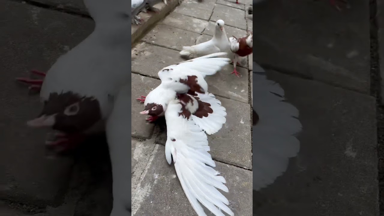 Erkek Kuşlar Alaca G&uuml;vercini &Ouml;ld&uuml;r&uuml;yor Durun #shorts