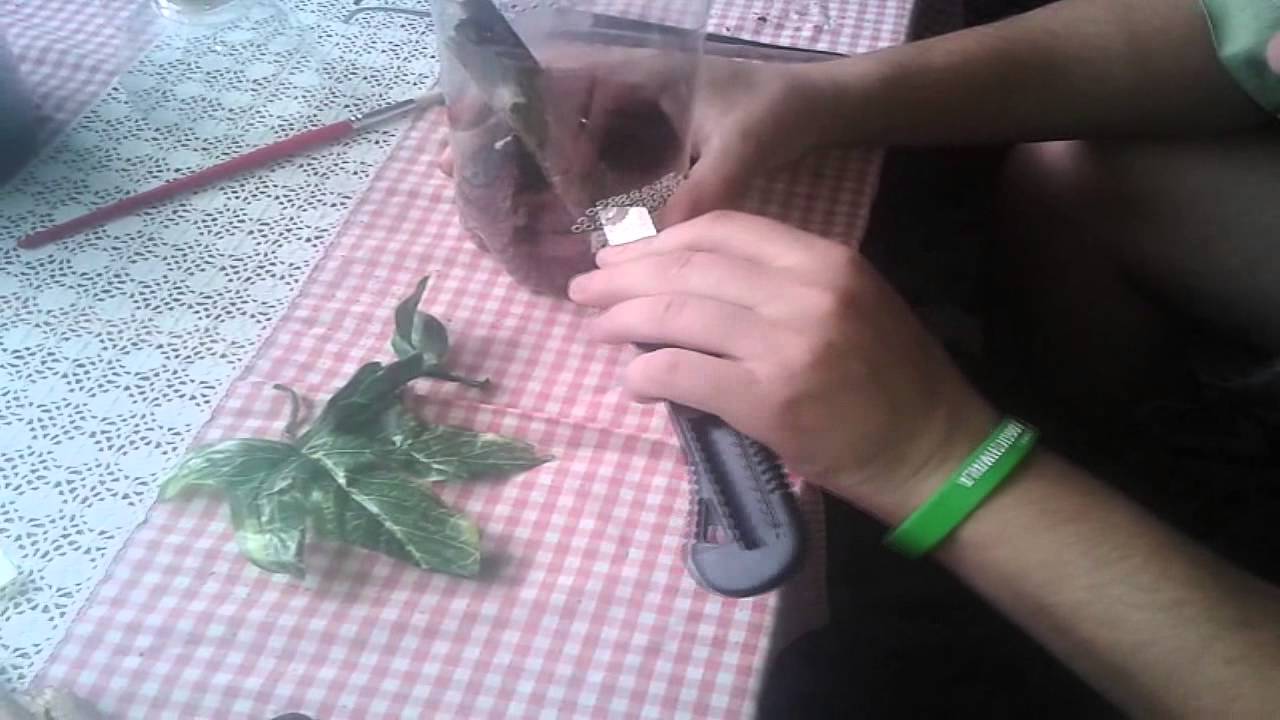 Jak szybko zrobić pojemnik dla ptasznika nadrzewnego, czyli jak wykorzystać butelkę ;)