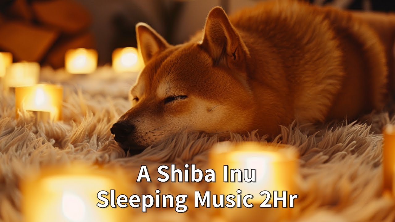 Relaxing A Shiba inu Sleeping Music | 2 Hours for Sleep