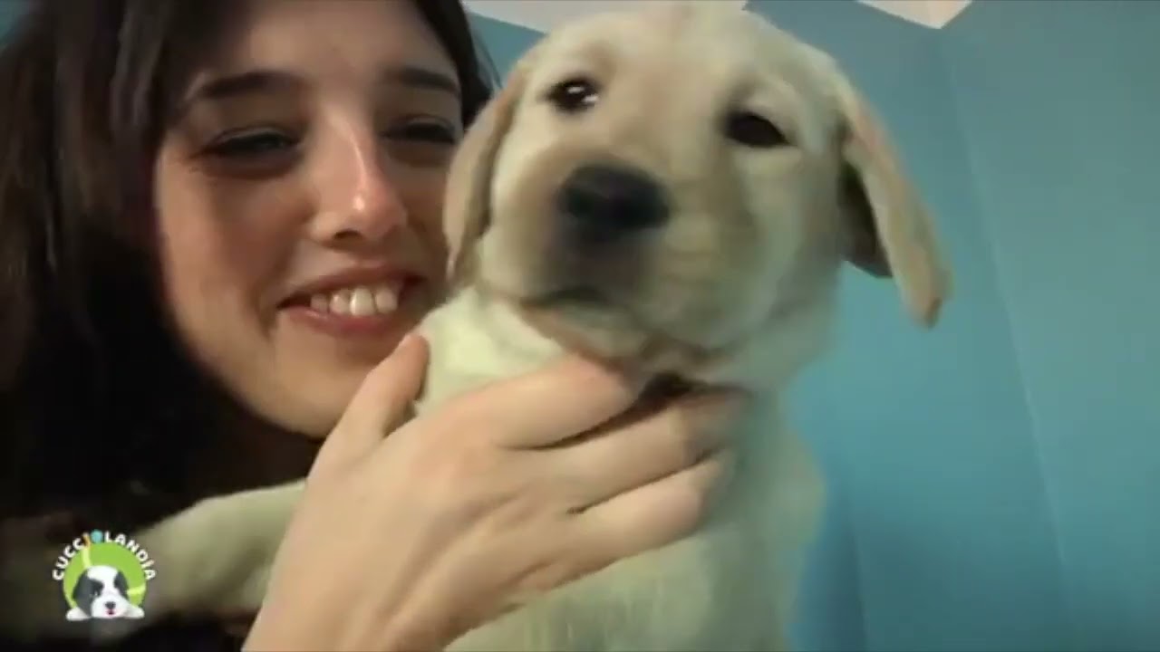 Puntata Cucciolandia Labrador Retriever   AmiciAnimali TV