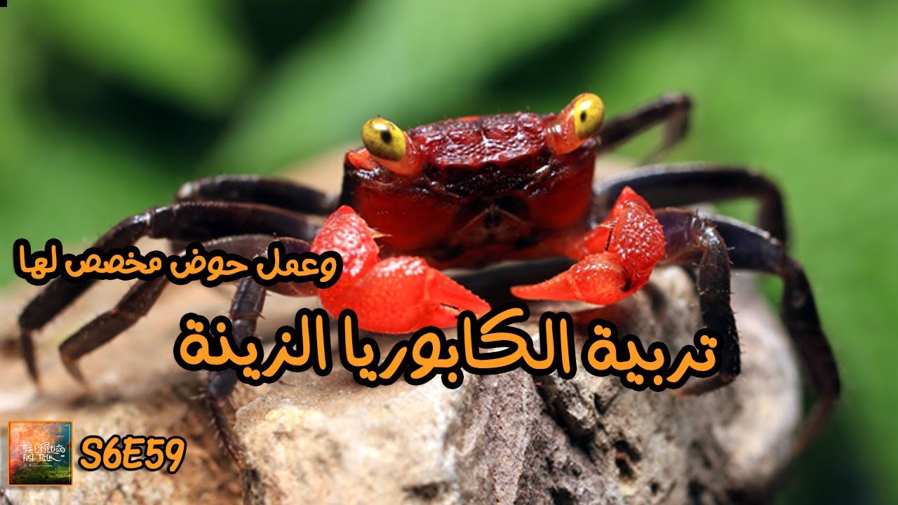 S6E59 - تربية الكابوريا الزينة وعمل حوض مخصص لها