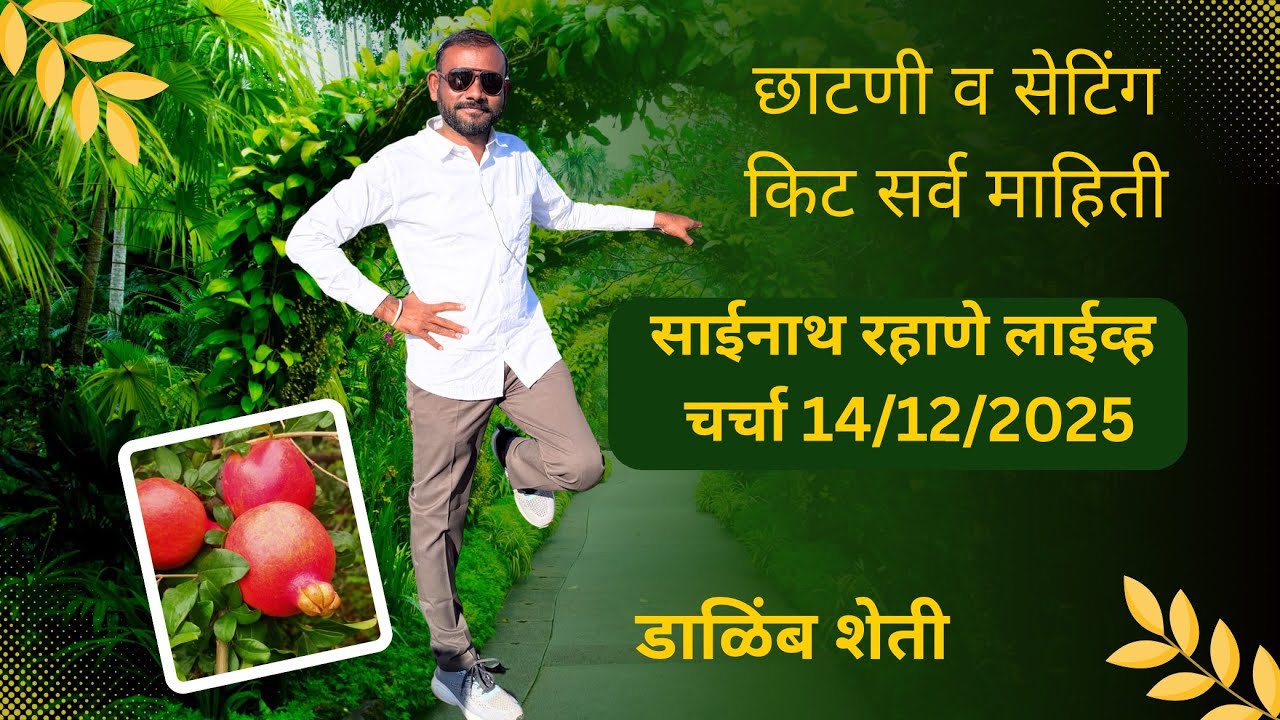 डाळिंब छाटणी कशी करावी? व काडी स्टोरेज  व रहाणे ऍग्रो सेटिंग किट चे फायदे मार्गदर्शक: साईनाथ राहणे