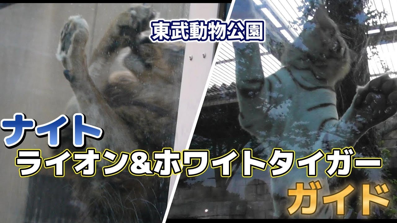 ナイトライオン＆ホワイトタイガーガイド【東武動物公園】