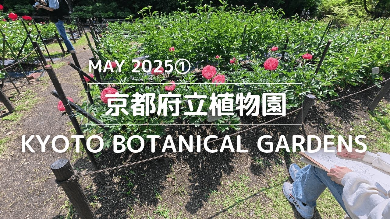 【2025年5月①】京都府立植物園を歩く【ぼたん・しゃくやく園 早咲きのシャクヤク編】| I walk around the Kyoto Botanical Gardens