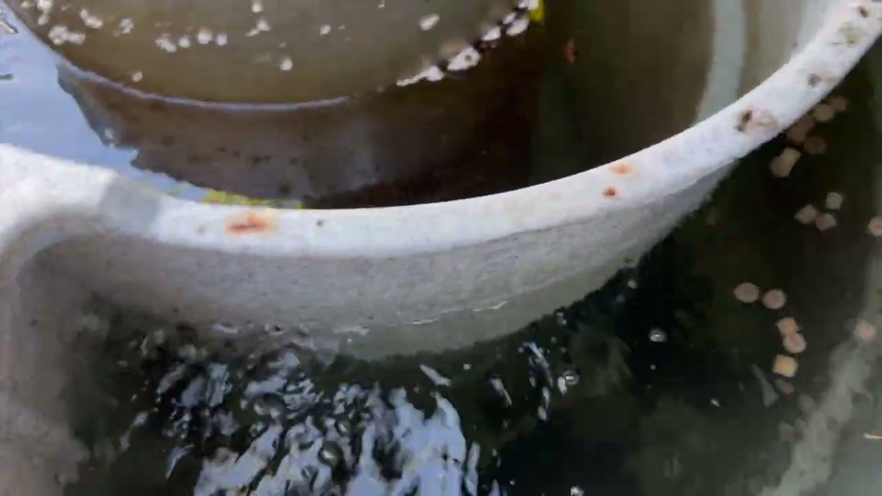 Замена воздушного кольца на 18-летнем NEXUS300 (VID 222) @koiservices6694 @New-Forest-Koi @HowieK...