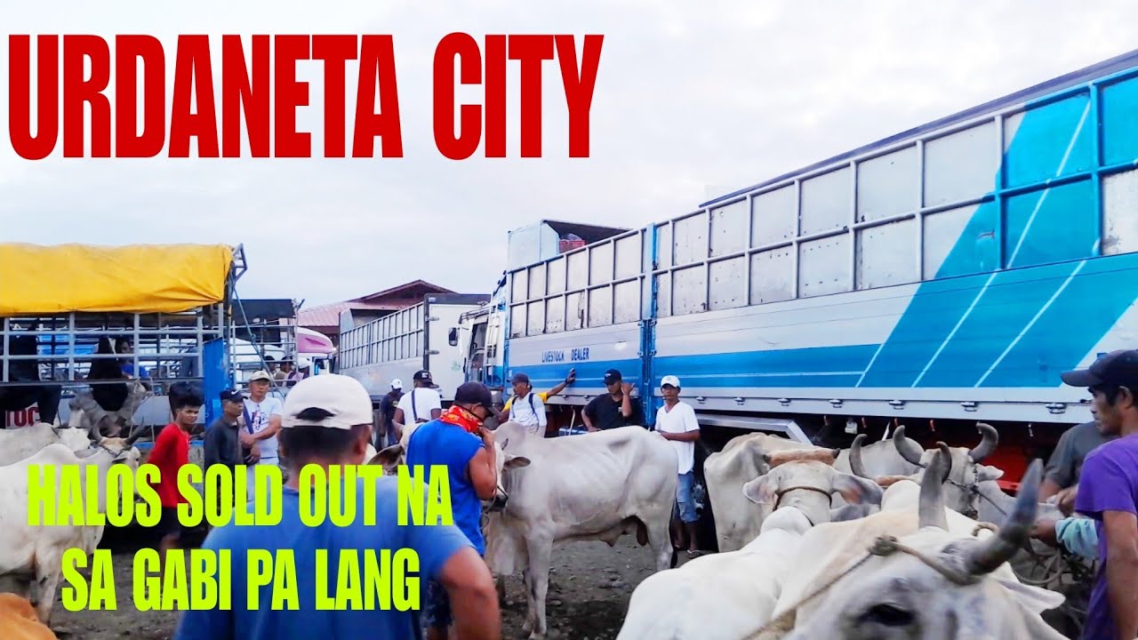 June 23, 2024 Update  Presyo ng Baka at Kalabaw sa Urdaneta City Livestock Market in Pangasinan
