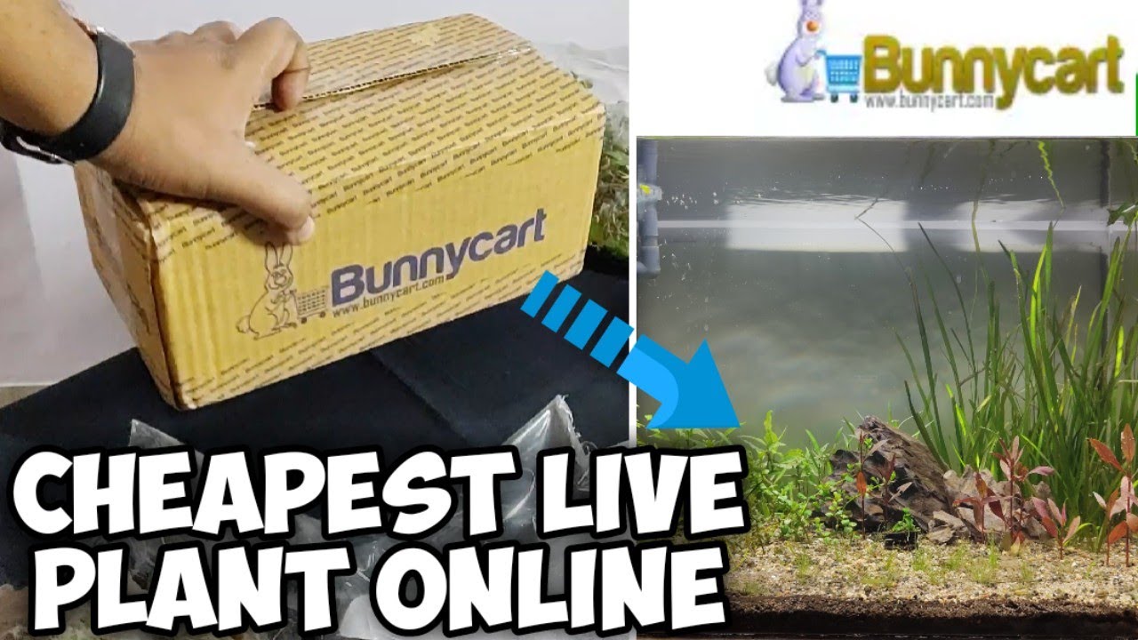 Aquarium live plant from BUNNYCART | Unboxing & Review 