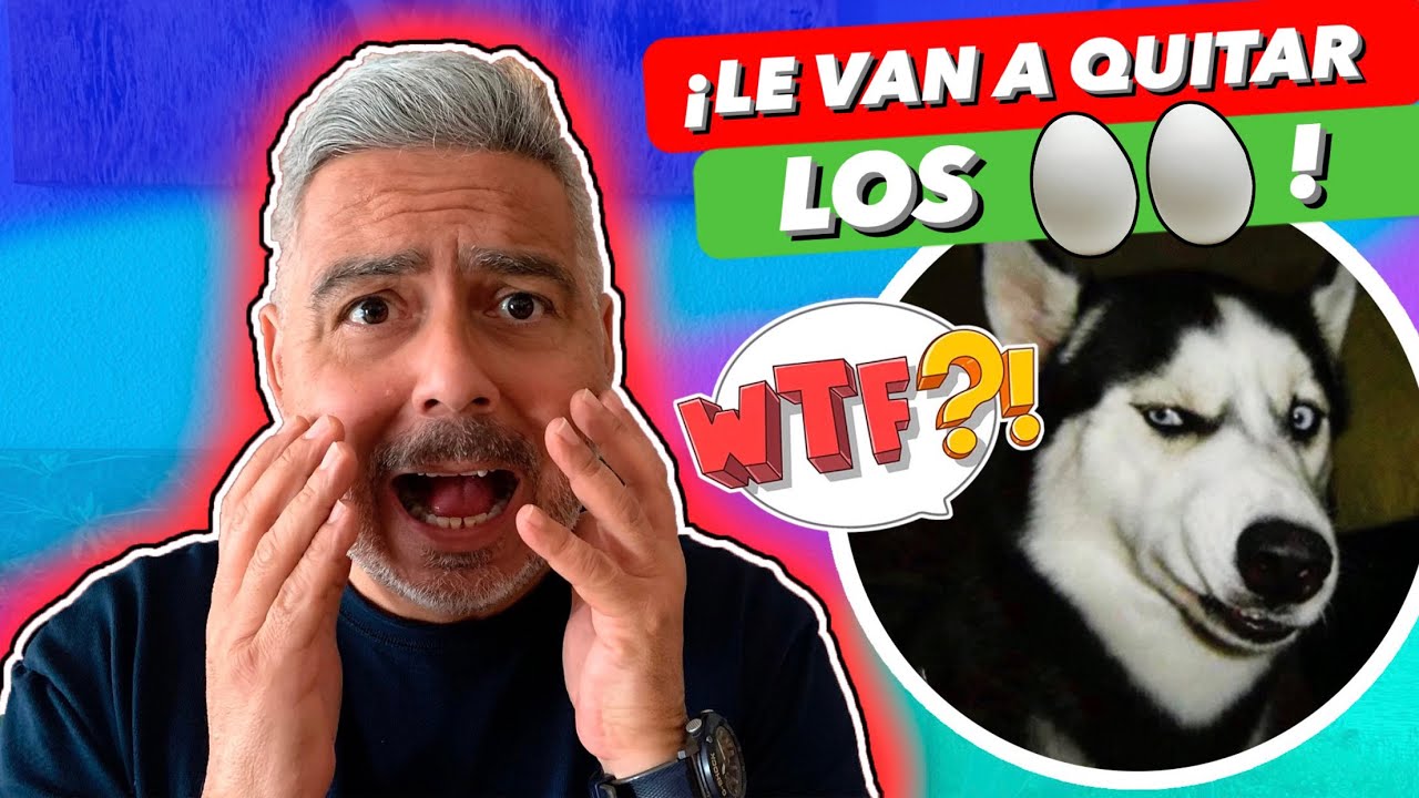 ¿Los PERROS CASTRADOS SUFREN? 🆘 ► ¿La CASTRACIÓN es MALA? 🤯