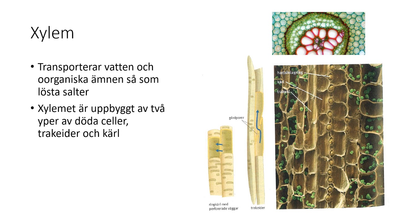 Xylem och floem