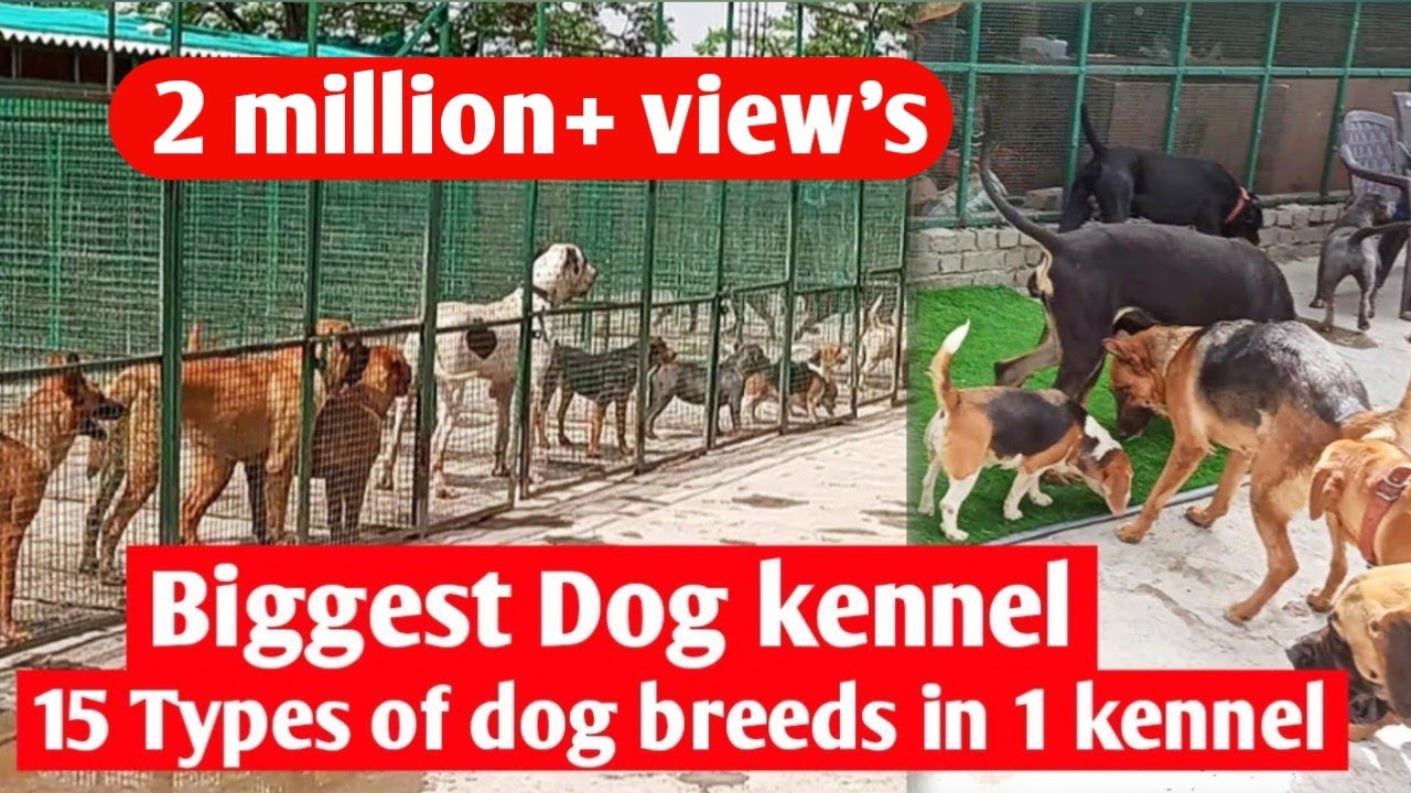 Biggest dog kennel || Dog kennel in india || dog farm in india