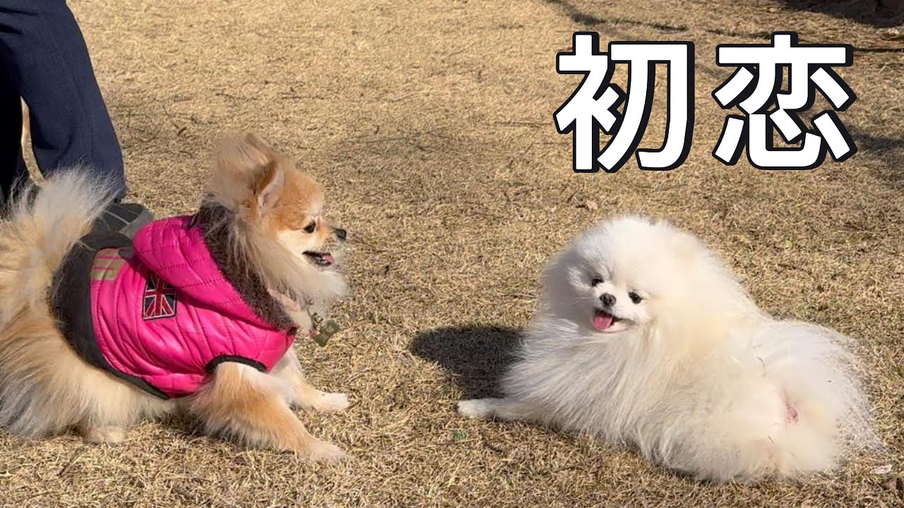 ポメラニアンの1日だけの恋