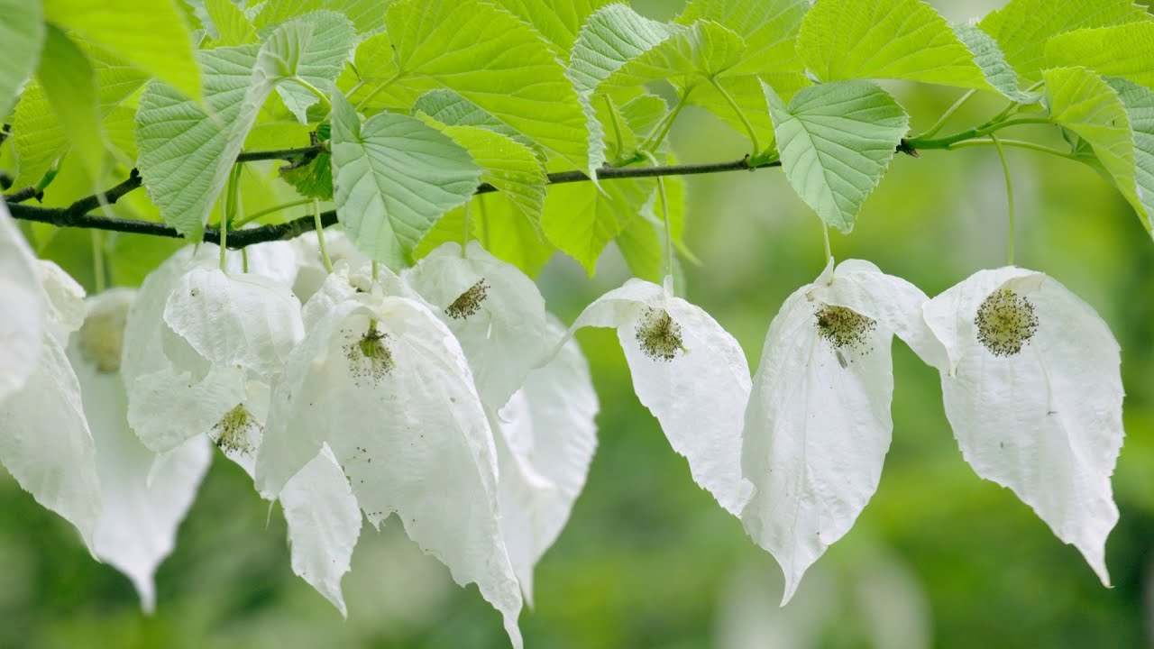 CGTN Nature: Zhangjiajie Series | Episode 3: Dove Trees of China