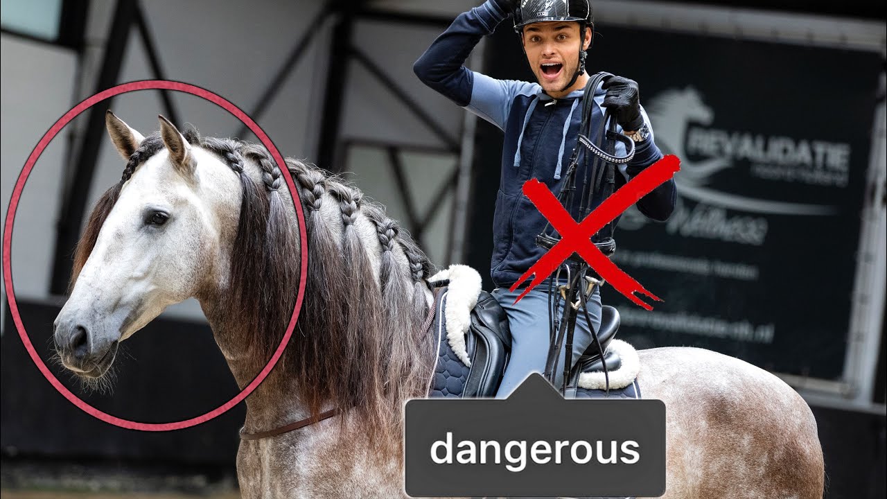 RIDING MY 5 YO STALLION WITH NO BRIDLE FOR THE FIRST TIME