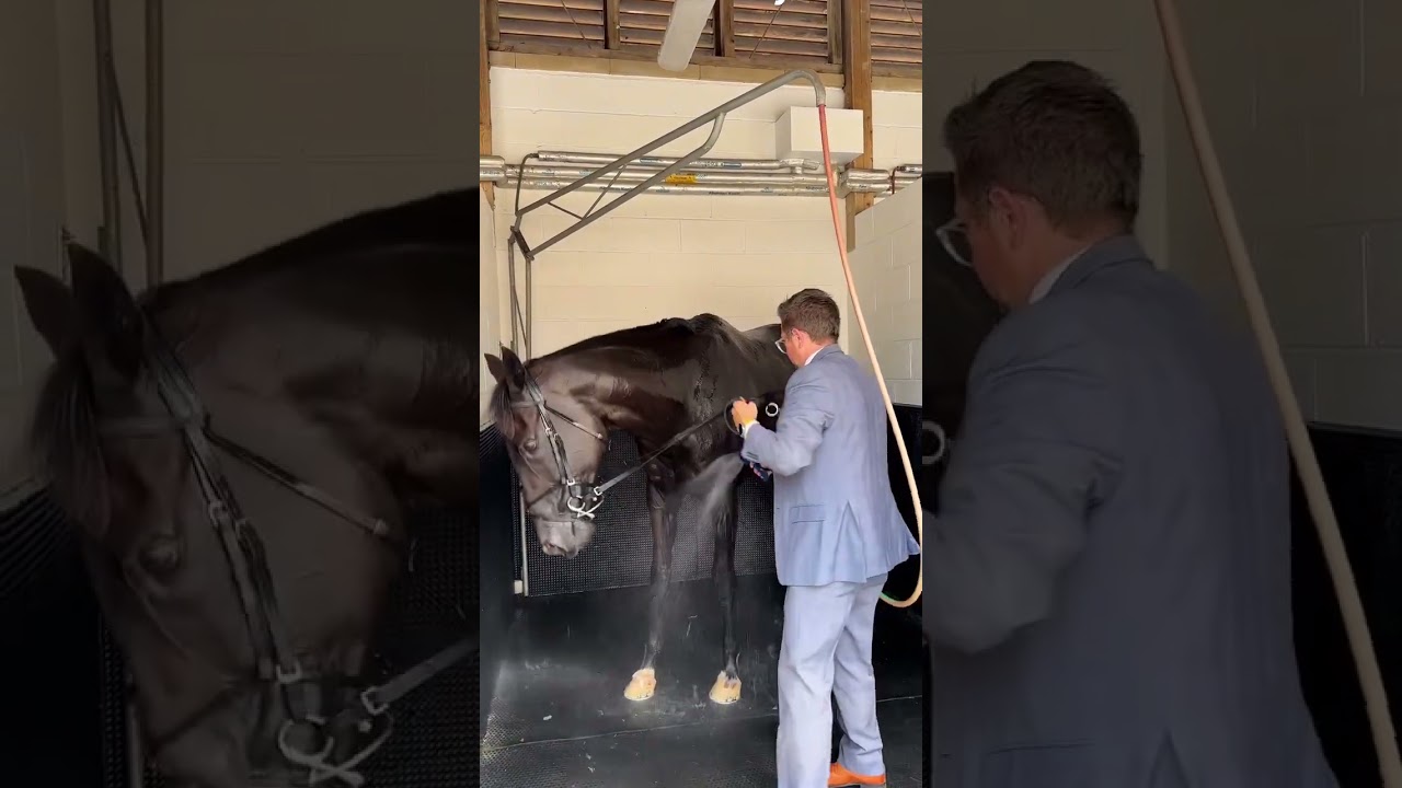 Rebel's Romance enjoying his 