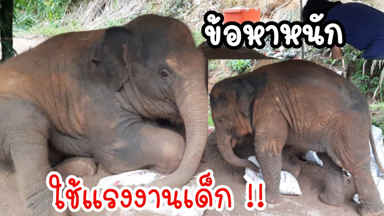 พ่อจ๋า จ้างคนงานผิด‼️ ชีวิตเปลี่ยน อายุต่ำกว่า18ปี  เครียดเลย😩